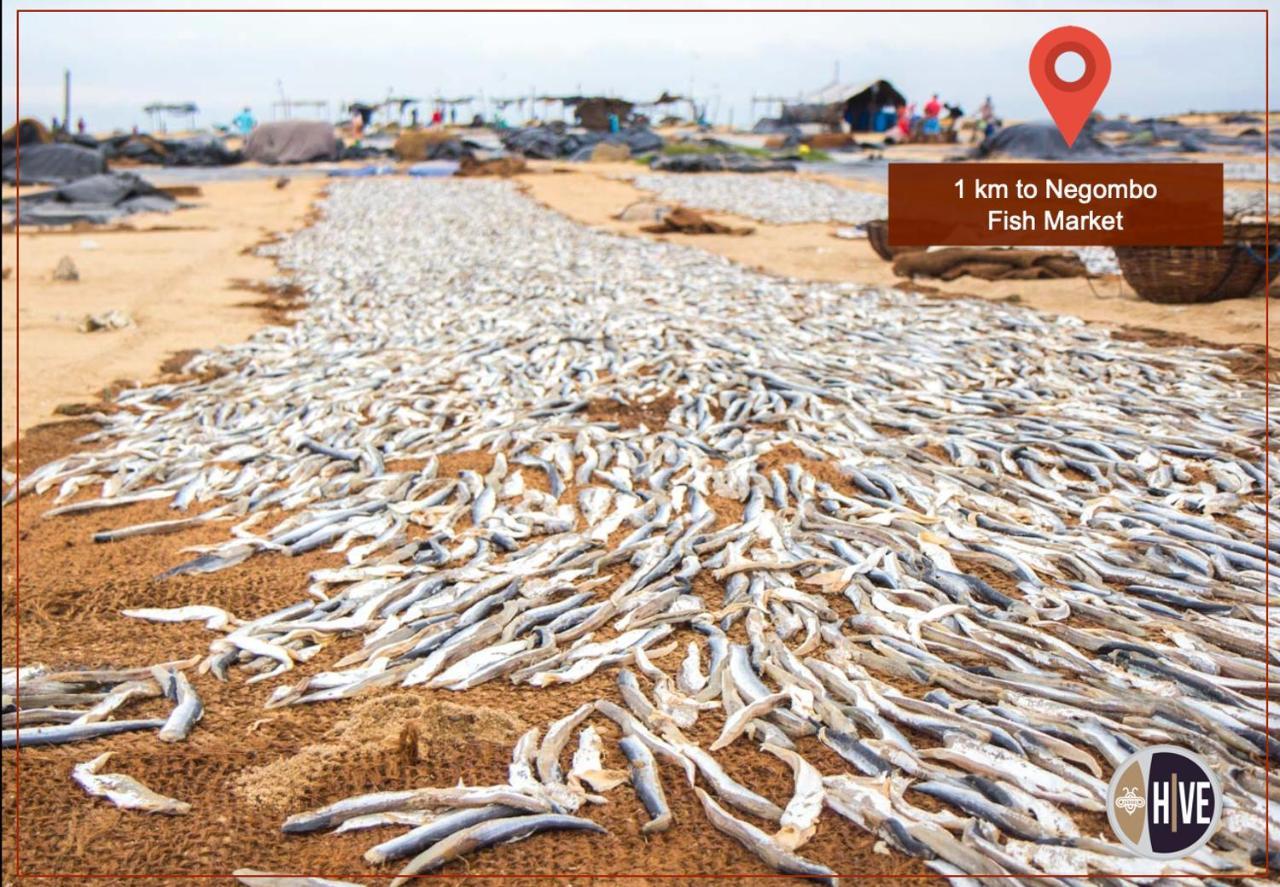 Hive 68 - Hotel And Resorts Negombo Luaran gambar